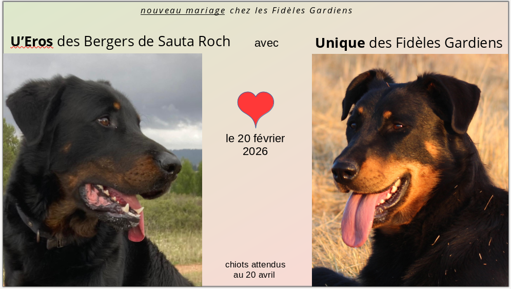 Nouveau mariage chez les Fidèles Gardiens !...