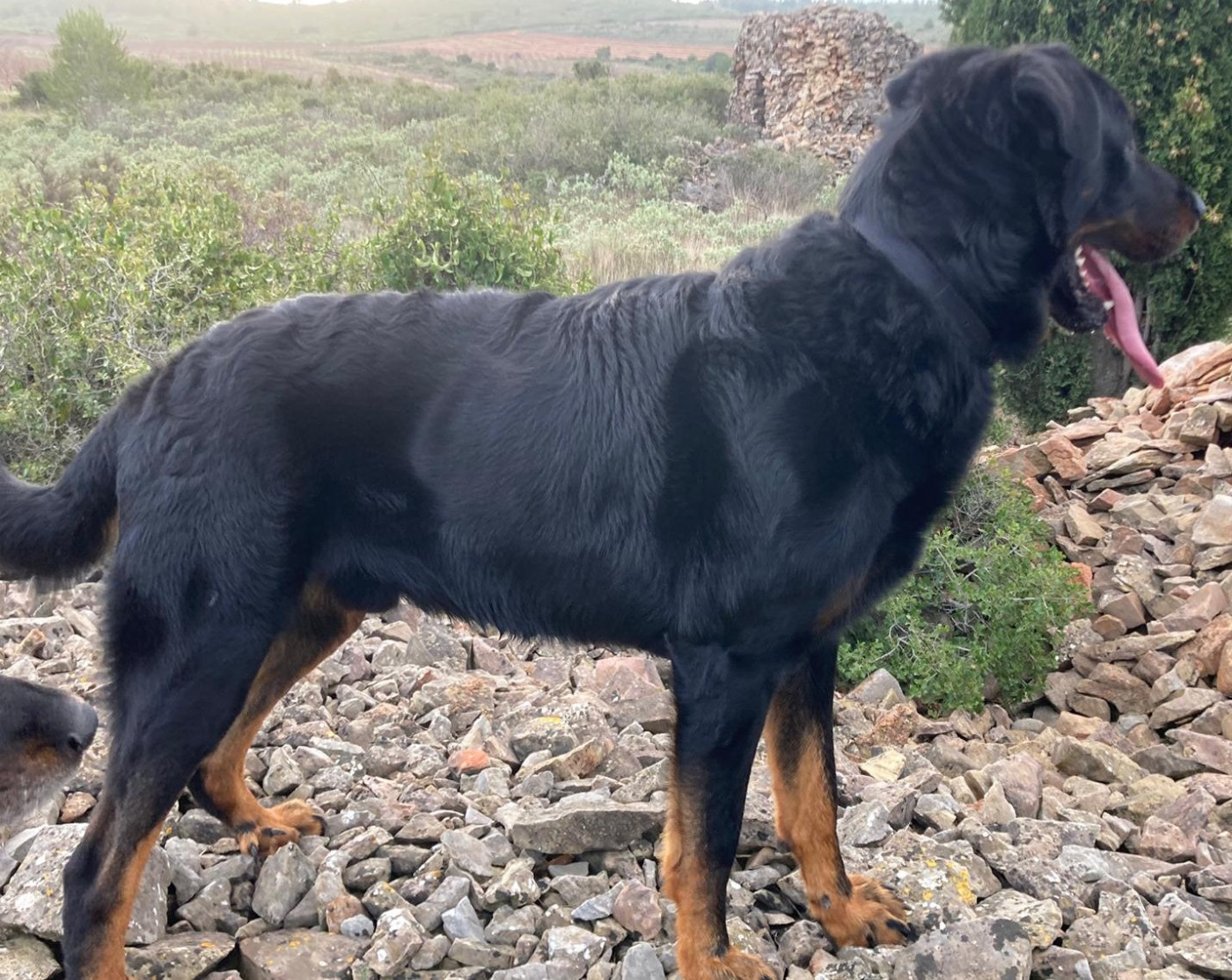 U'Eros des Bergers de Sauta Roch