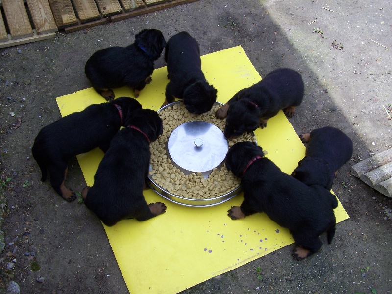 chiots