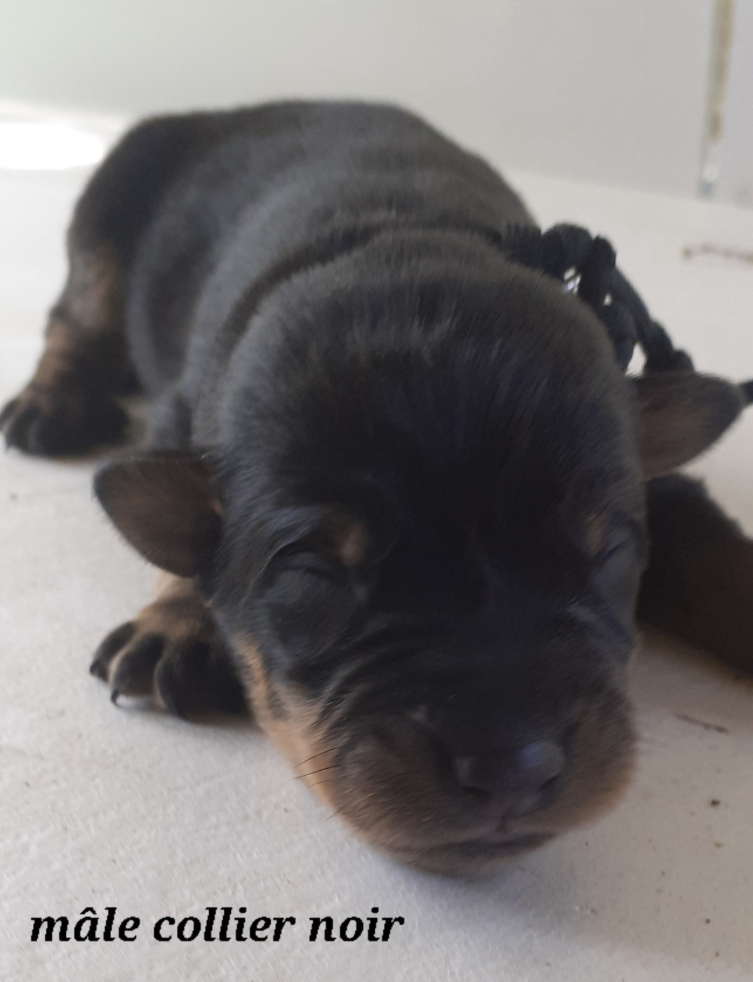 des fideles gardiens - Chiots disponibles - Berger de Beauce