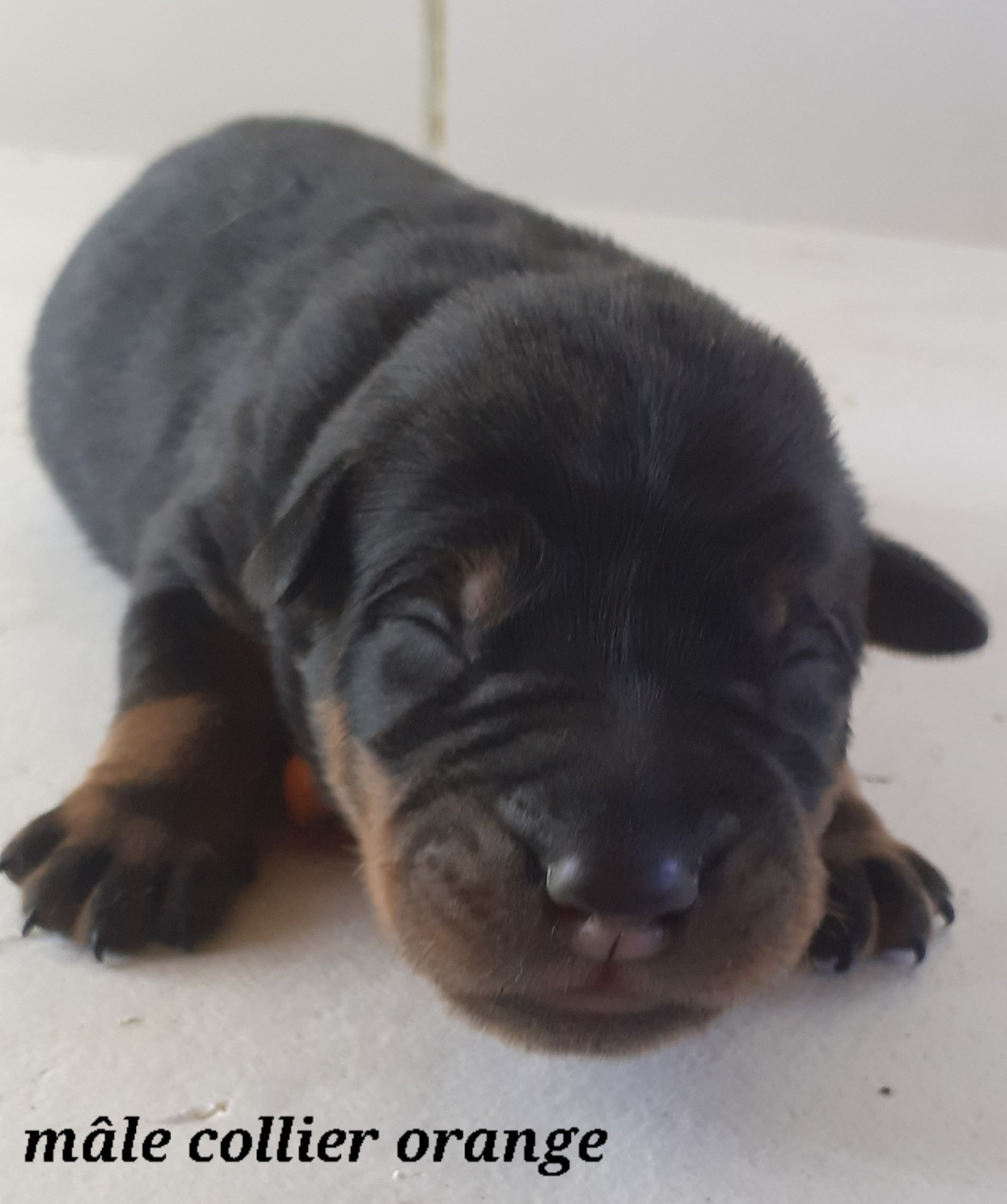 des fideles gardiens - Chiots disponibles - Berger de Beauce