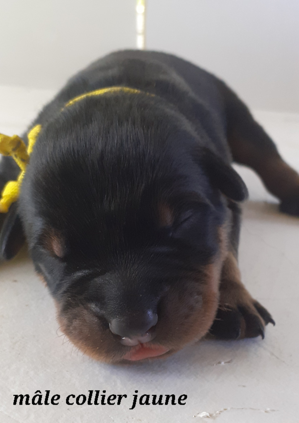 des fideles gardiens - Chiots disponibles - Berger de Beauce