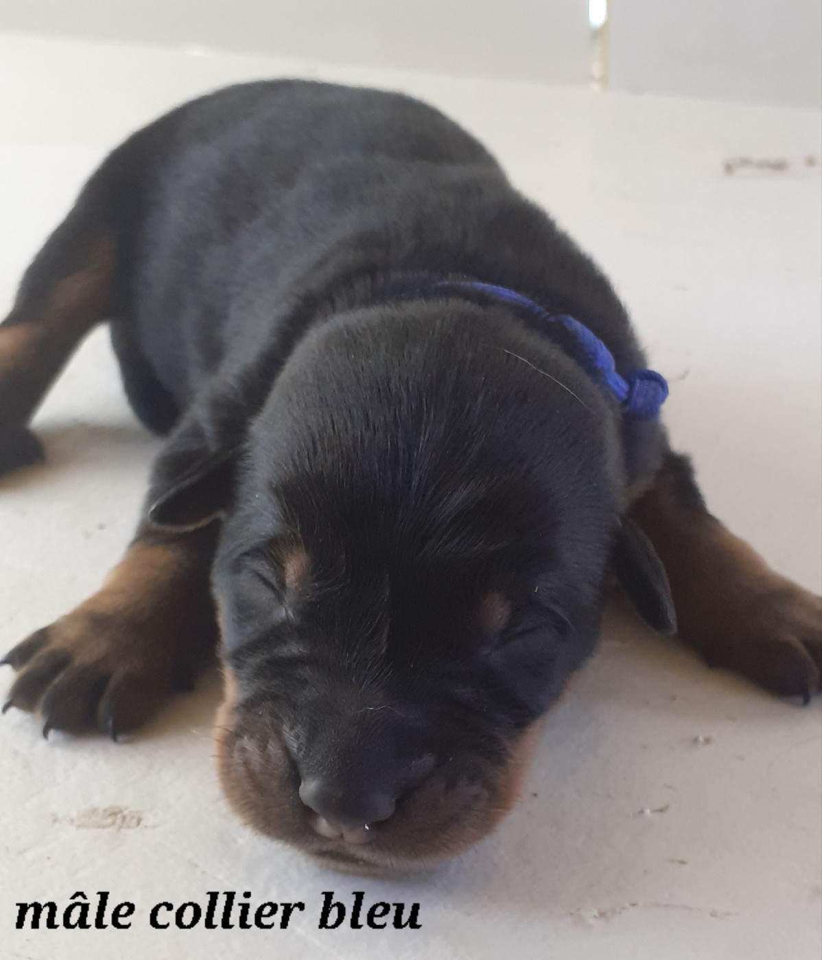 des fideles gardiens - Chiots disponibles - Berger de Beauce