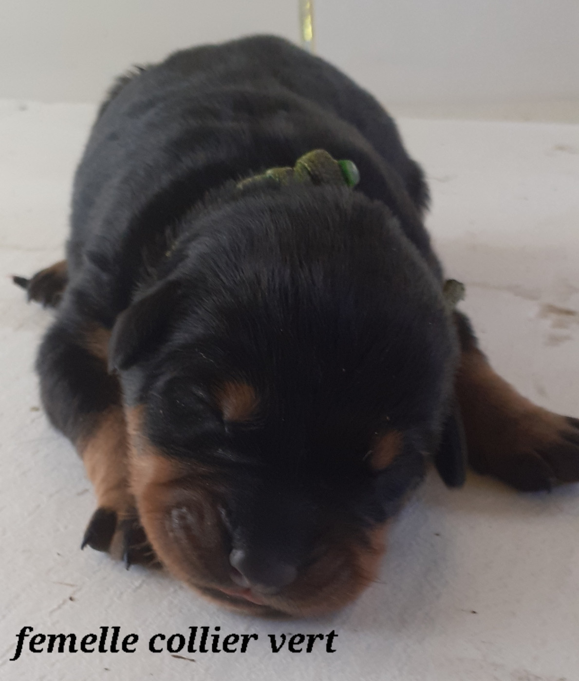 des fideles gardiens - Chiots disponibles - Berger de Beauce