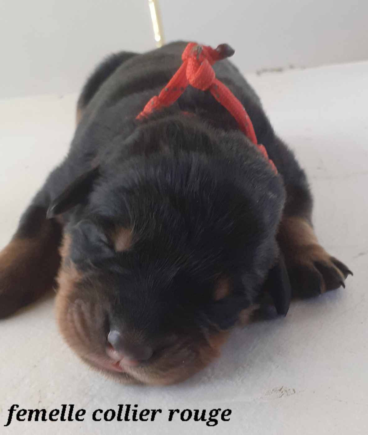 des fideles gardiens - Chiots disponibles - Berger de Beauce