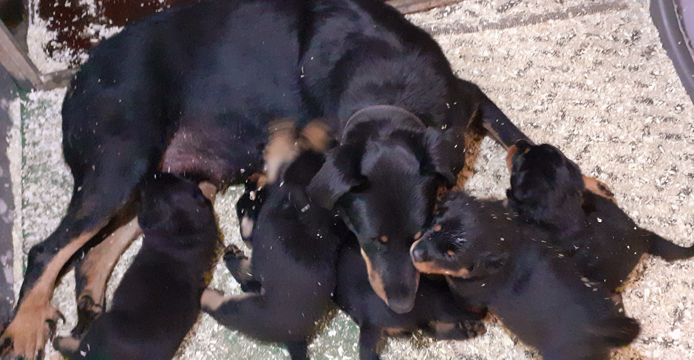 Chiot Berger de Beauce des fideles gardiens