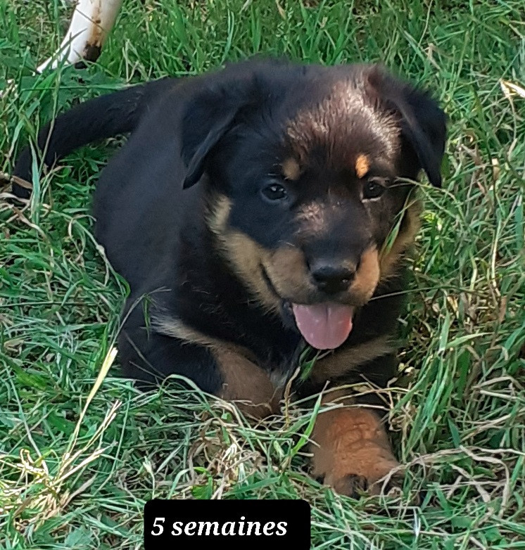 des fideles gardiens - Chiots disponibles - Berger de Beauce