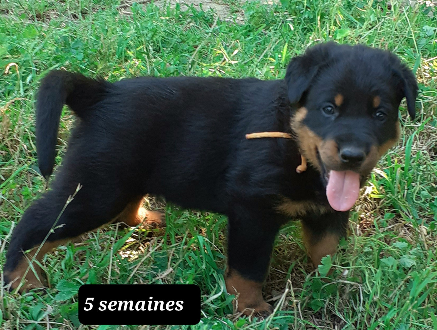 des fideles gardiens - Chiots disponibles - Berger de Beauce