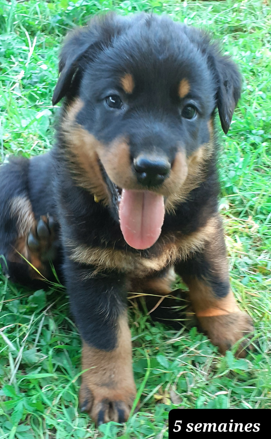 des fideles gardiens - Chiots disponibles - Berger de Beauce