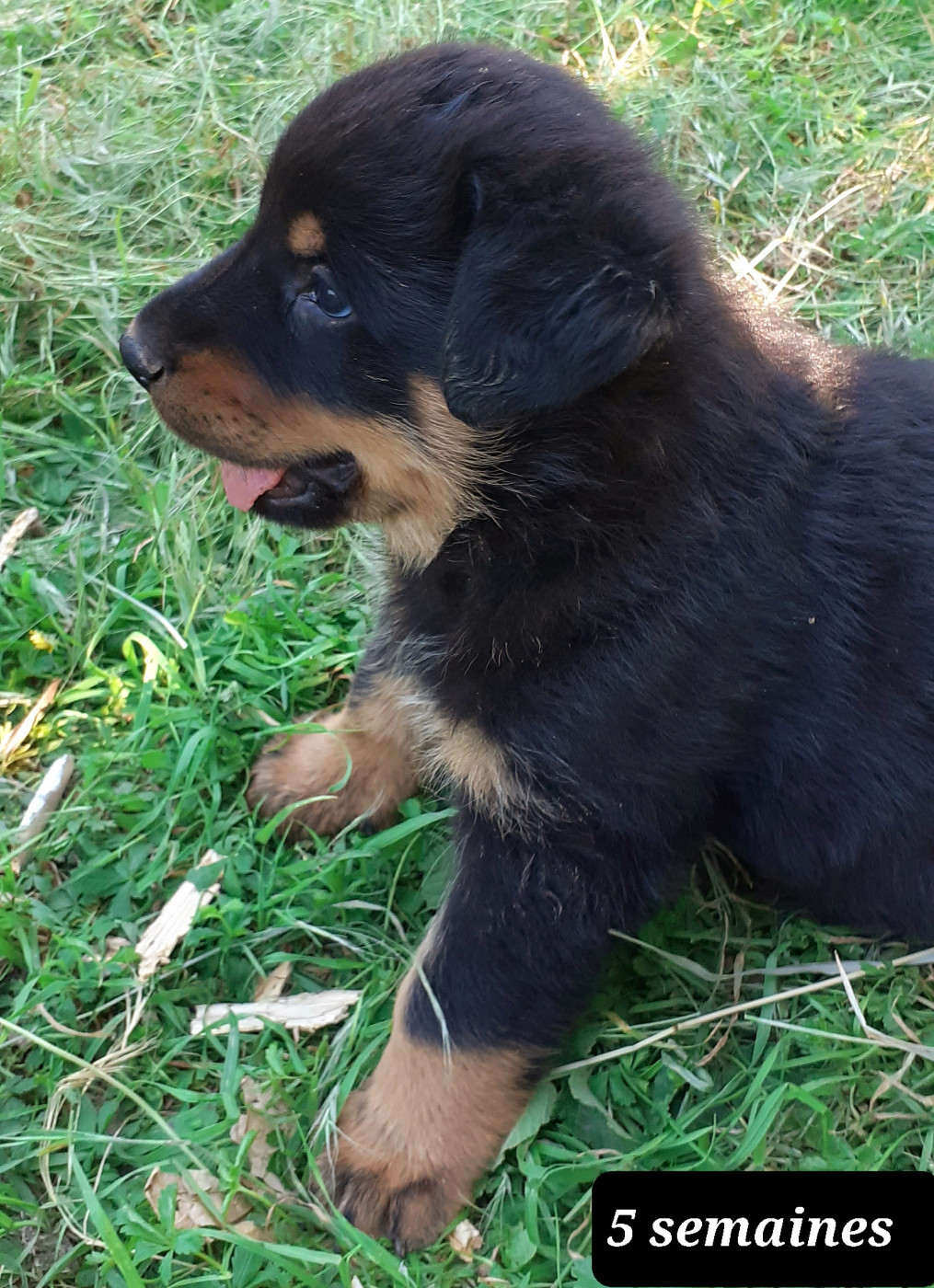 des fideles gardiens - Chiots disponibles - Berger de Beauce