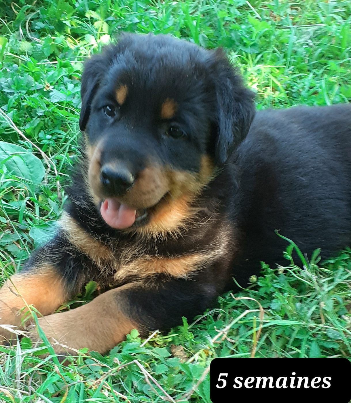 des fideles gardiens - Chiots disponibles - Berger de Beauce