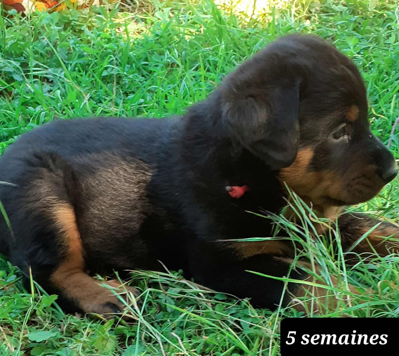 des fideles gardiens - Chiots disponibles - Berger de Beauce