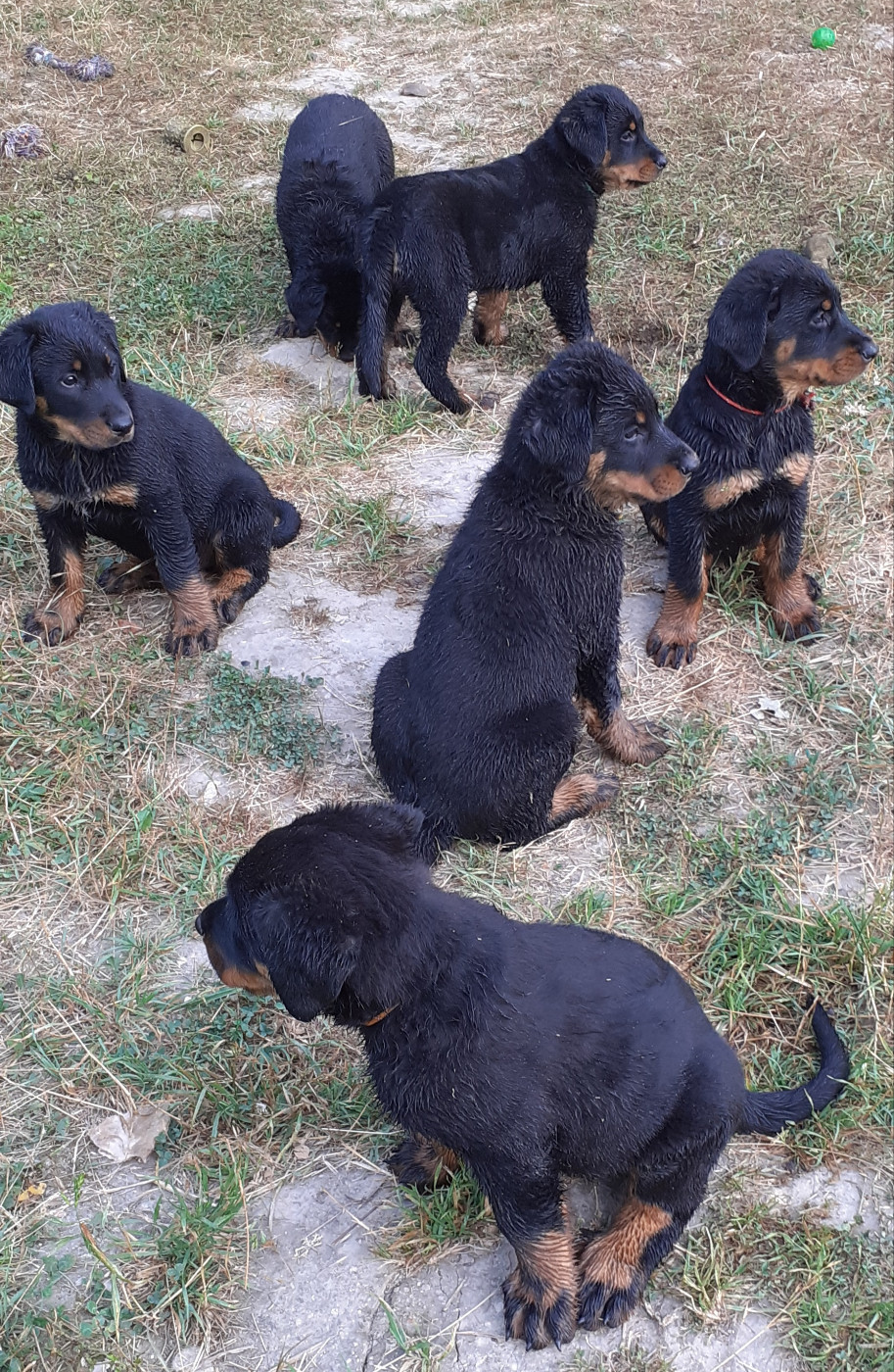 Chiot Berger de Beauce des fideles gardiens