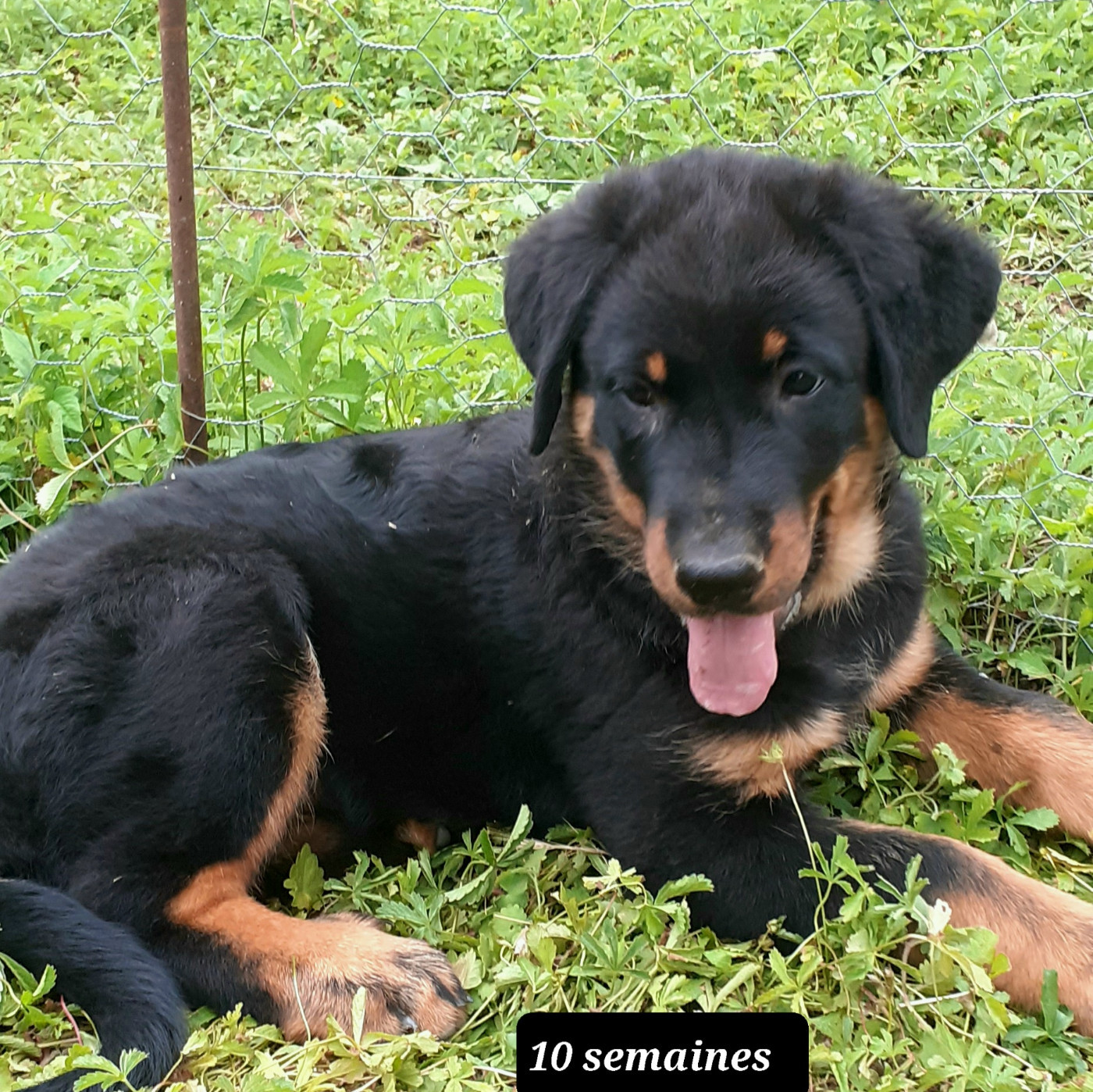 des fideles gardiens - Chiots disponibles - Berger de Beauce