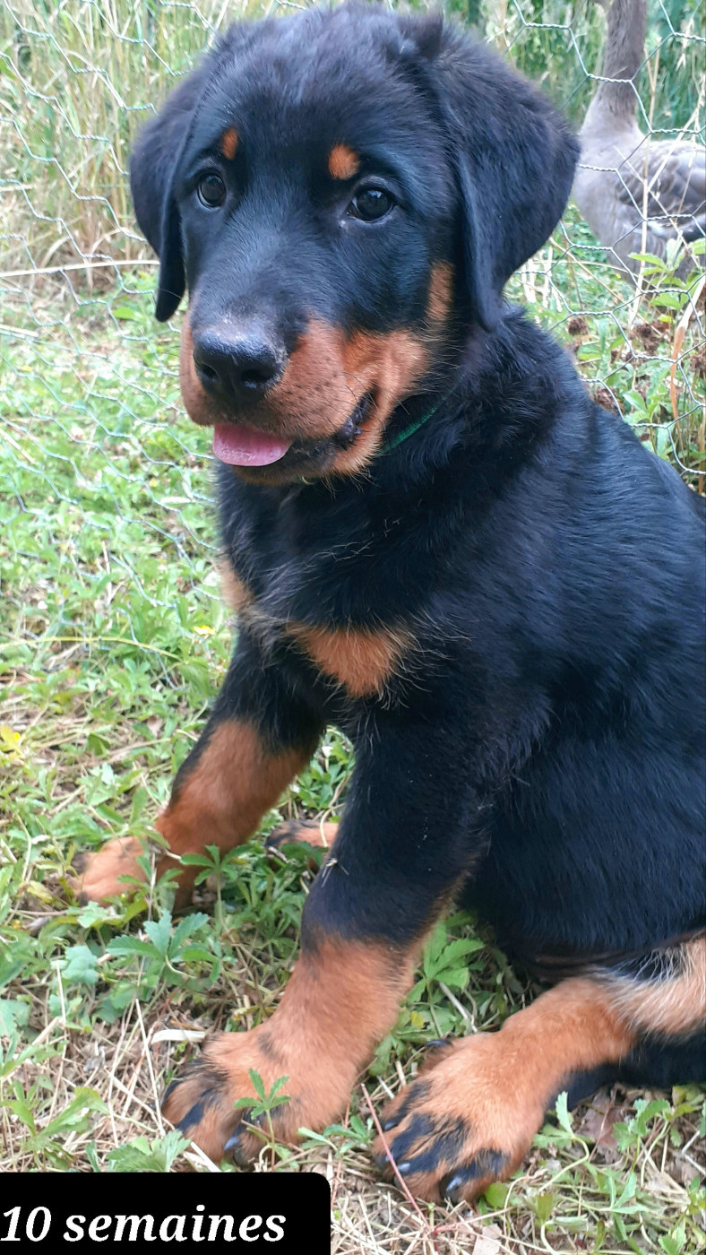 des fideles gardiens - Chiots disponibles - Berger de Beauce