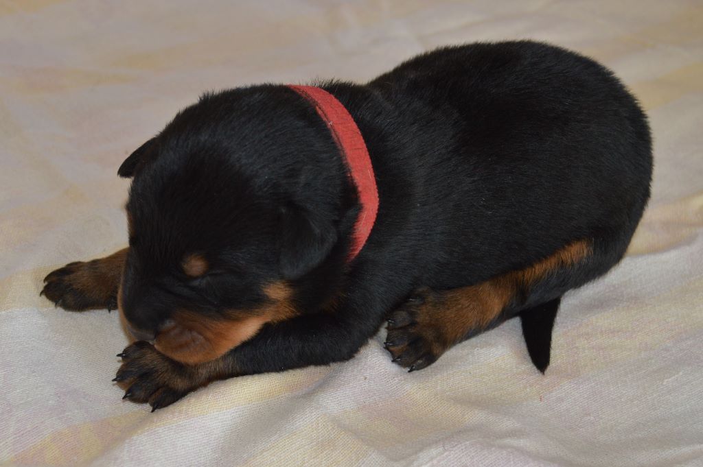 des fideles gardiens - Berger de Beauce - Portée née le 30/09/2017